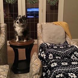 Miniature Australian Shepherd and Toy Australian Shepherd All Grown Up from Rolling Ridge Farms