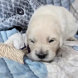 Purple boy - Light golden male Golden Retriever puppy in Tylertown, Mississippi from Southern Paws, LLC