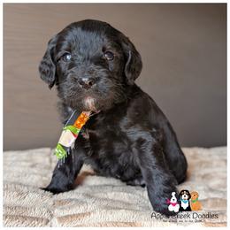 ONYX - OFA-Genetics-2 Yr. Warranty. - Black male Goldendoodle puppy in Jeddo, Michigan from Apple Creek Doodles