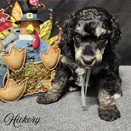 Hickory - Phantom male Poodle puppy in Mancelona, Michigan from Lavender poodles & doodles