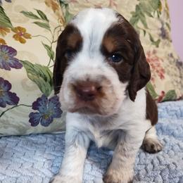 Nat - Tri-Roan male English Springer Spaniel puppy in Kingsport, Tennessee from Leandra's English Springer Spaniels