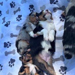 Girl 2 - Black tri female Miniature Australian Shepherd puppy in Prairie City, Oregon from Mini Aussies