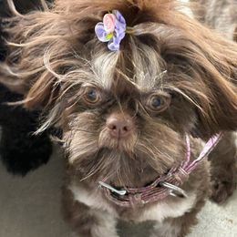 BrenLee - Shih Tzu
