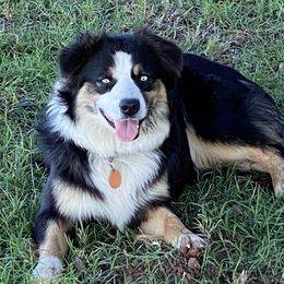 Presley - Miniature Australian Shepherd