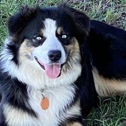 Presley - Miniature Australian Shepherd