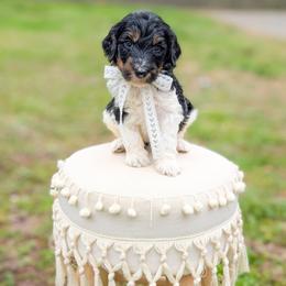 Porky - Tri-color male Bernedoodle puppy in Whitesburg, Georgia from Asbury & Co Farms