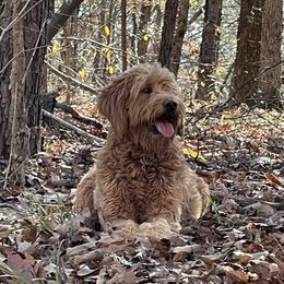 Ginger - Goldendoodle