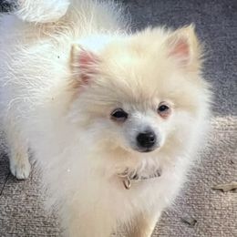 Minnie - Pomeranian