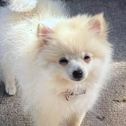 Minnie - Pomeranian