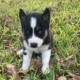 Merlin - Black and white male Siberian Husky puppy in College Station, Texas from Texas Siberian Husky Kennels (TSHK)