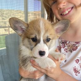Rusty - White and red Pembroke Welsh Corgi puppy in Apple Valley, California from MRS California Corgi