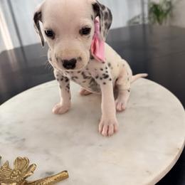 Cinderella - White and black female Dalmatian puppy in Queen Creek, Arizona from Lala's Polka Dots
