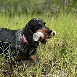 English Springer Spaniels from Cherokee Springers of NWFL