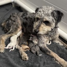 Cookie - Aussiedoodle