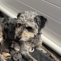 Cookie - Aussiedoodle
