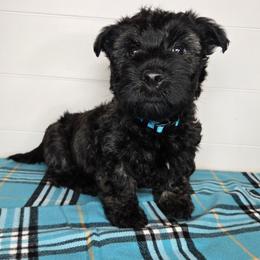 Puppy 6 - Brindle male Scottish Terrier puppy in San Tan Valley, Arizona from For the love of Scotties