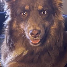 Jersi - Australian Shepherd