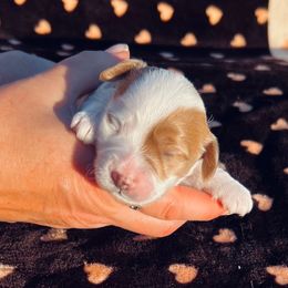 Zuma - Blenheim female Cavapoo puppy in Fort Worth, Texas from Creekwood Miniature Cavapoos