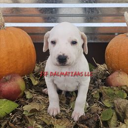 Hua red lemon girl - White and lemon female Dalmatian puppy in Conrath, Wisconsin from JSF Dalmatians LLC