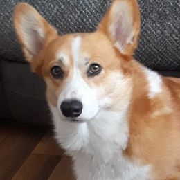 Pembroke Welsh Corgis from Melody Creek