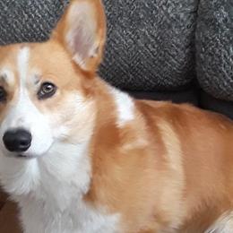 Pembroke Welsh Corgis from Melody Creek