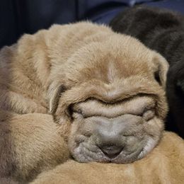 Junior - Lilac dilute Chinese Shar-Pei puppy in Ohio from Sheriff Shar-pei's