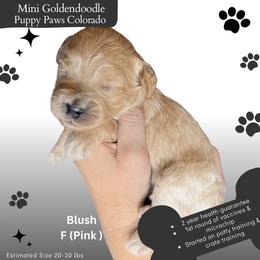 Blush - Cream female Goldendoodle puppy in Fort Lupton, Colorado from Puppy Paws Colorado