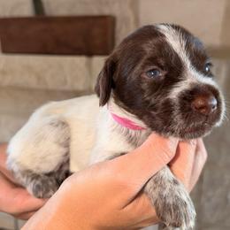 Pink - Brown and gray female Wirehaired Pointing Griffon puppy in Devine, Texas from Tombstone Kennels
