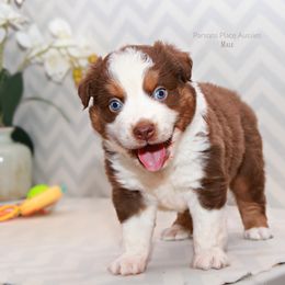 Miniature Australian Shepherd Puppies from Parsons Place Aussies