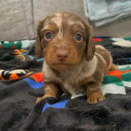 Reeces - Dapple male Dachshund puppy in Gainesville, Texas from Diamond B Doxies