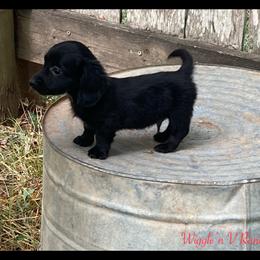 Dachshund and Pug Puppies from Wiggle'n V Ranch