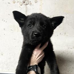 Girl 1 - female German Shepherd puppy in Higbee, Missouri from Kyon Kennel LLC