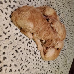 Goldendoodle Puppies from Soule Buddies