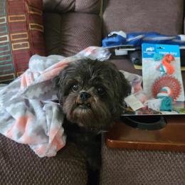 Shih Tzu Puppies from Grandma Ts Precious Puppies