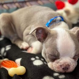 Boston Terriers from Brenda's Boston Babies