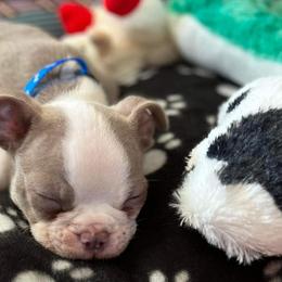 Boston Terriers from Brenda's Boston Babies