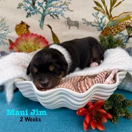 Maui Jim - Black tri-color male Australian Shepherd puppy in El Dorado Springs, Missouri from OR Aussies