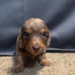 Faith - Dapple female Dachshund puppy in Rusk, Texas from S&C Doxies