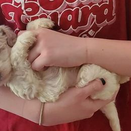 Cavapoo and Goldendoodle Puppies from Daisy's Doodle Den