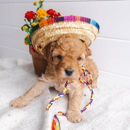 Pink - Apricot female Poodle puppy in Las Vegas, Nevada from Vegas Toy Poodles