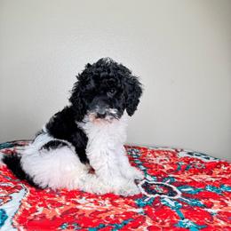 Ace - Parti male Poodle puppy in Los Angeles, California from Exquisite Doodles