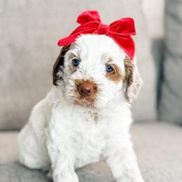 Girl 3 - Cream female Australian Labradoodle puppy in Miami, Florida from Miami Australian Labradoodles