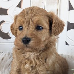 Male 2 - Red male Havapoo puppy in Burlington, Iowa from River View Puppies