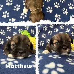 Matthew - Charcoal male Lhasa Apso puppy in Cincinnati, Ohio from Shangri-La Lhasa Apsos