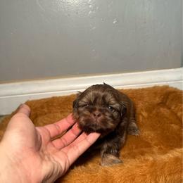 Milo - Liver male Shih Tzu puppy in California from Fairy Tails Shih Tzus CA