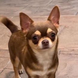Diva - Chihuahua