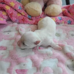 Puppy1 - White male Morkie puppy in Loxahatchee, Florida from Cristy's Morkies