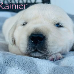 Rainier - Light golden female Golden Retriever puppy in Piqua, Ohio from Golden’s of Remington Fields
