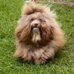 Havanese All Grown Up from Jacqueline Carney