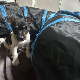 Rat Terrier Puppies from Simpson Family retrievers and Rattes